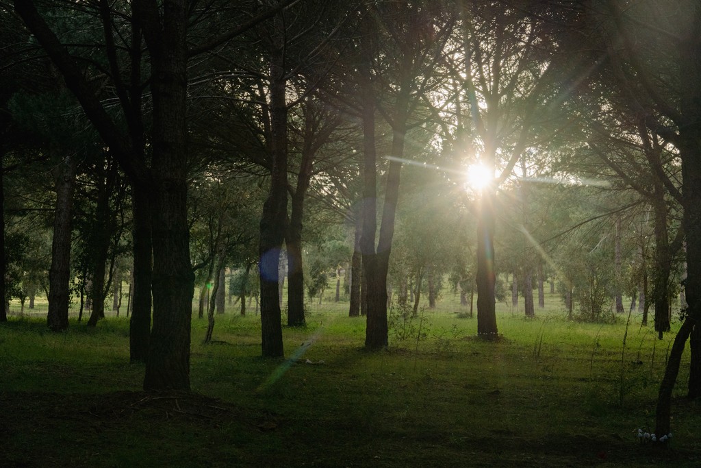 Forest sunlight at DOMA village near Sintra